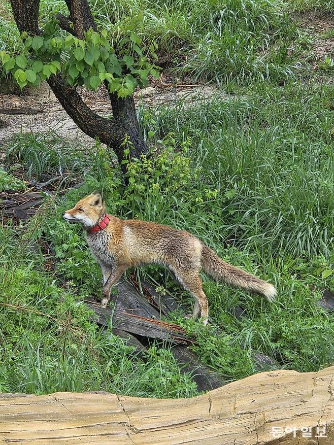 덫에 걸려 다리 잘린 상처를 가진 여우