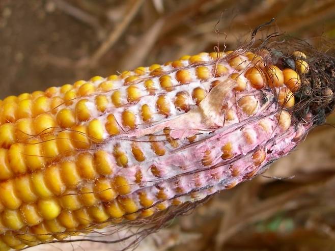 붉은 곰팡이에 감염돼 이삭마름병에 걸린 옥수수. 사진=agrifind
