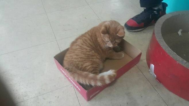 Internet_20250606_102959_3.jpeg 사무실을 구한 고양이 .jpg