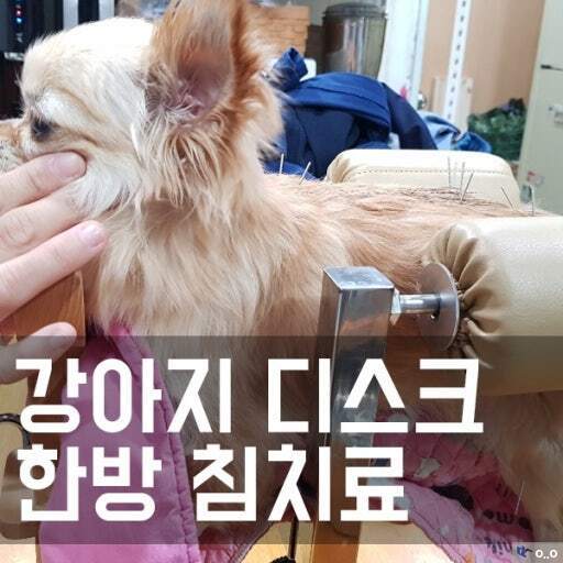 1000013586.jpg 강아지 한방 침 치료