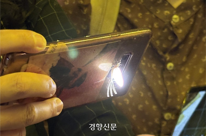 지난달 30일 동양하루살이 한 마리가 하루살이를 관찰하던 시민의 휴대전화 조명에 붙어 있다. 오경민 기자