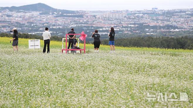 [제주=뉴시스] 우장호 기자 = 21일 오전 제주시 오라이동 메밀꽃밭을 찾은 관람객들이 하얗게 피어난 꽃을 감상하며 즐거운 시간을 보내고 있다. 2025.05.21. woo1223@newsis.com