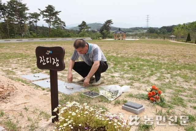 자연장지 형태의 잔디장을 한 표지석을 승화원 직원이 관리하고 있다. 농민신문DB