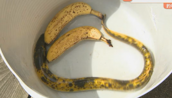 일본에서 시마네현 이즈모시에 위치한 기수호인 진자이호에서 ‘바나나 장어’라고 불리는 희귀한 장어가 잡혔다. BBS산인방송 캡처