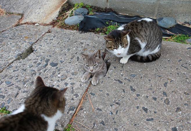 고양이들이 배수로 구멍을 터널 삼아 두더지 게임을 하듯 장난치는 광경을 쉽게 볼 수 있다. ⓒ이용한 제공