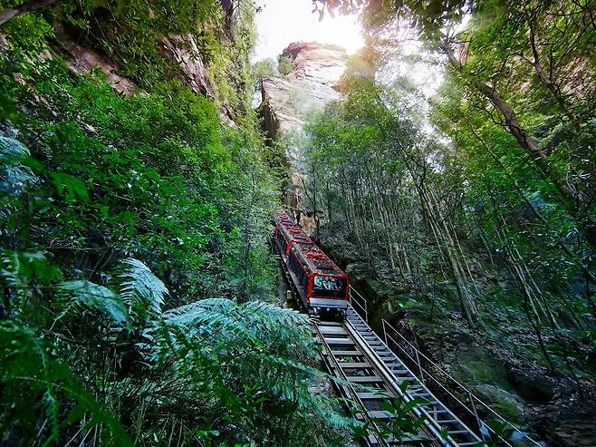52도 경사를 타고 블루마운틴 열대우림으로 내려가는 짜릿한 여객 열차 ‘시닉 레일웨이’. 경사는 가파르지만 천천히 이동하기 때문에 남녀노소 누구나 탈 수 있다. /시닉월드