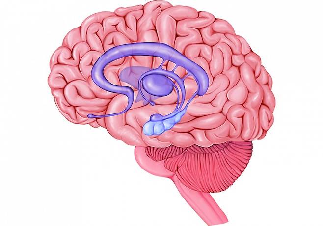 일화 기억을 저장할 때 해마가 작동한다.트리스탄 예이츠 미국 컬림비아대 교수팀은 유아가 일화 기억을 저장할 때 후방 해마 신경 활동이 크게 나타난다고 발표했다. 게티이미지뱅크 제공