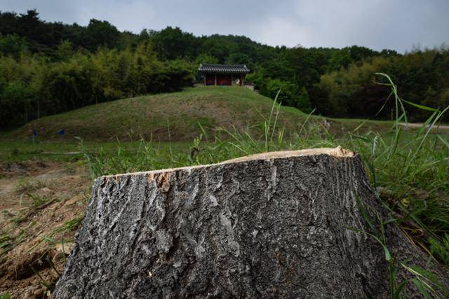 ‘성삼문 오동나무’가 베어졌다. 나무가 잘린 뒤 절개선이 선명히 남았고, 나무껍질 위로 켜켜이 쌓였던 기억들은 희미해졌다. 이번에 잘려나간 이 나무는 1950년대 성삼문 선생 생가 옆에 있던 개체가 고사한 뒤, 그 뿌리에서 새싹이 돋고 다시 자라는 과정을 반복하며 대를 이어온 것으로 전해진다. 홍성=하상윤 기자