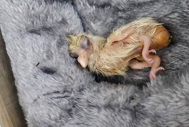 지난 4일 부화한 명둘기의 모습. 더불어민주당 김윤 의원실 김경혜 비서관 제공