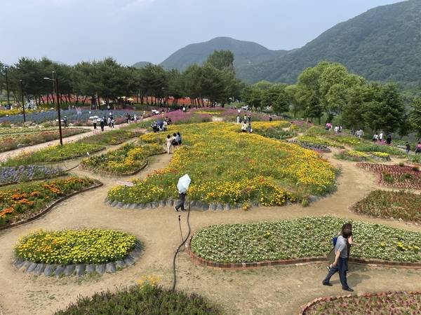 지난 7일 가평 자라섬꽃페스타를 찾은 시민들이 캘리포니아 양귀비 등으로 꾸며진 대한민국 지도를 감상하고 있다. 2025.6.7 가평/김민수기자 kms@kyeongin.com