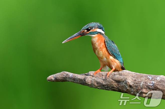 여름새 물총새가 8일 경북 포항시 북구 흥해읍 냇가에서 먹잇감 사냥에 한창이다. 2025.6.8/뉴스1 ⓒ News1 최창호 기자