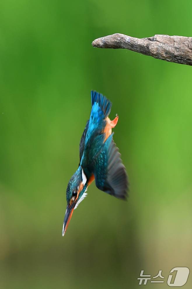 여름새 물총새가 8일 경북 포항시 북구 흥해읍 냇가에서 먹잇감 사냥에 한창이다. 2025.6.8/뉴스1 ⓒ News1 최창호 기자