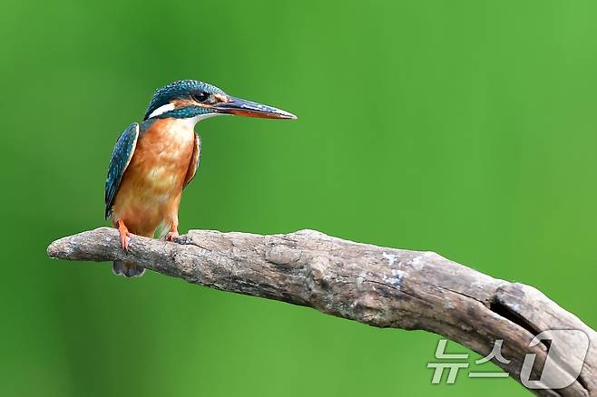 여름새 물총새가 8일 경북 포항시 북구 흥해읍 냇가에서 먹잇감 사냥에 한창이다. 2025.6.8/뉴스1 ⓒ News1 최창호 기자