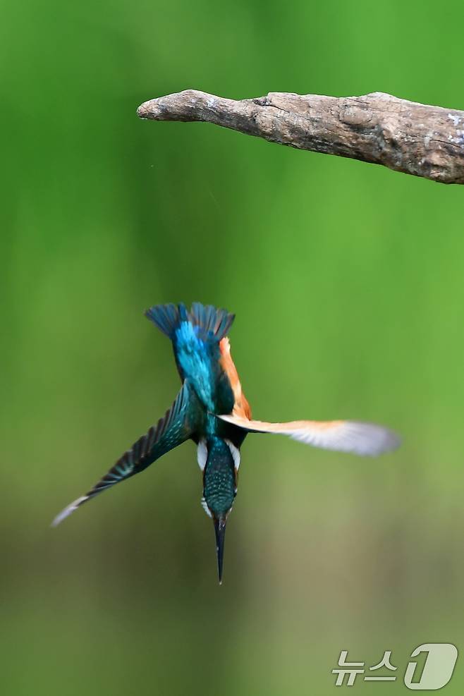 여름새 물총새가 8일 경북 포항시 북구 흥해읍 냇가에서 먹잇감 사냥에 한창이다. 2025.6.8/뉴스1 ⓒ News1 최창호 기자
