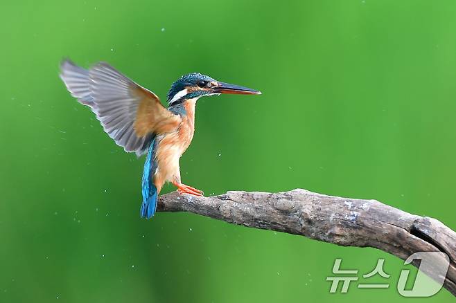 여름새 물총새가 8일 경북 포항시 북구 흥해읍 냇가에서 먹잇감 사냥에 한창이다. 2025.6.8/뉴스1 ⓒ News1 최창호 기자