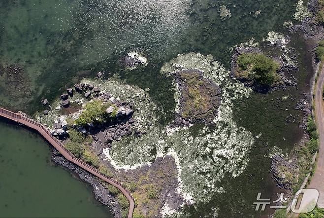 4일 제주도 서귀포 성산읍 성산일출봉 인근 바닷가에 황근이 자생하고 있다. ⓒ 뉴스1 황덕현 기자
