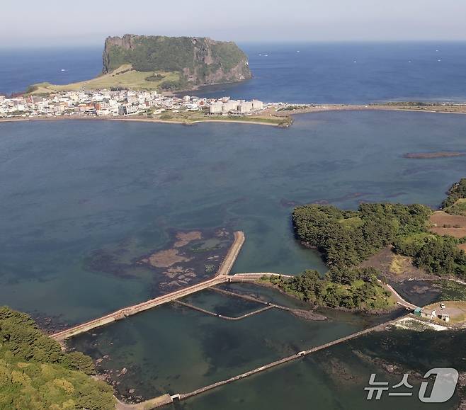 4일 제주도 서귀포 성산읍 오조리 인근 바닷가에 황근이 자생하고 있다. ⓒ 뉴스1 황덕현 기자