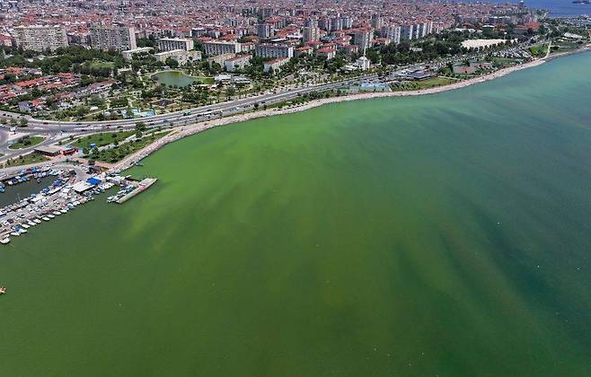 튀르키예 이즈미르 지역에서 폭발적으로 증가한 플랑크톤