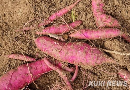 충남도 농업기술원이 고구마 정식 이후 안정적인 생육을 위한 초기 관리 요령을 시기별로 안내했다.&nbsp;
