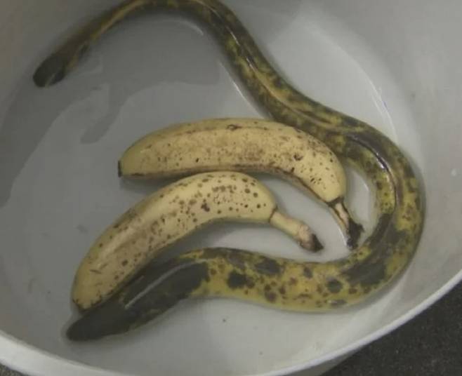 바나나 장어 [사진 = 산인방송 갈무리]