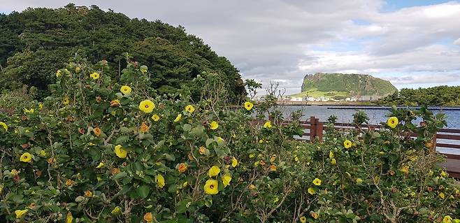 제주시 성산읍 오조리 일대에 조성된 맹그로브 숲길에 자라고 있는 황근. 뒤로 성산일출봉이 보인다.[제주특별자치도 제공]