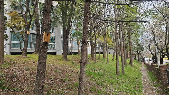 한 아파트 단지의 나무 곳곳에 인공새집이 달려 있다. ⓒ 박임자 제공