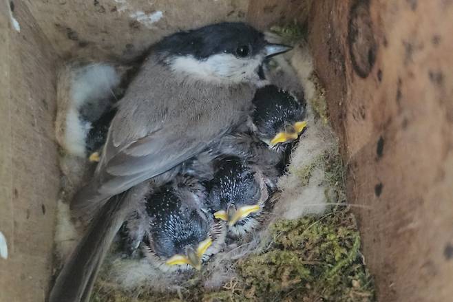 &nbsp;쇠박새는 인공새집에서 무사히 새 생명을 낳고 돌보았다. ⓒ 박임자 제공