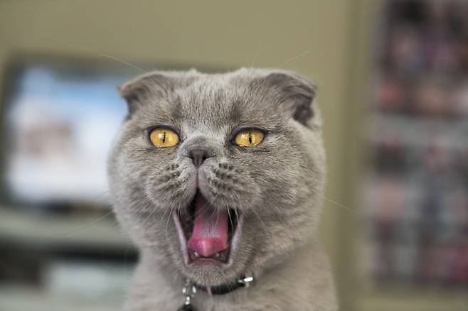 우리 집 고양이가 다른 집 고양이보다 그르렁거리거나 야옹거리는 횟수가 많은 이유는 유전자 차이 때문이라는 새로운 연구결과가 나왔다. [사진=게티이미지뱅크]