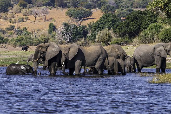 ◇보츠와나 사파리 모습. 사진제공=롯데관광개발