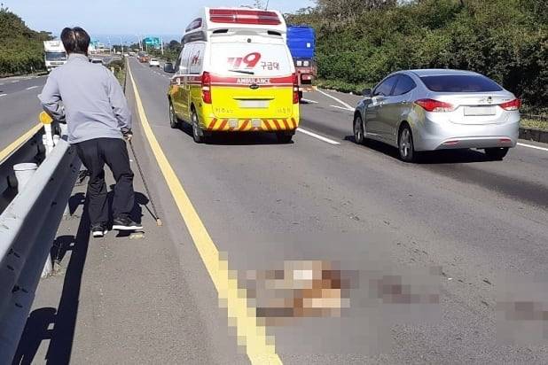 제주시 조천읍 도로에서 노루가 차량에 치여 숨져있다./제주동부소방서 제공