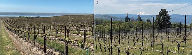 1 워싱턴의 광활한 포도밭 너머로 컬럼비아강이 보인다. 2 오리건의 포도밭. 저 멀리 캐스케이드산맥의 봉우리 마운드 후드가 보인다. /김상미