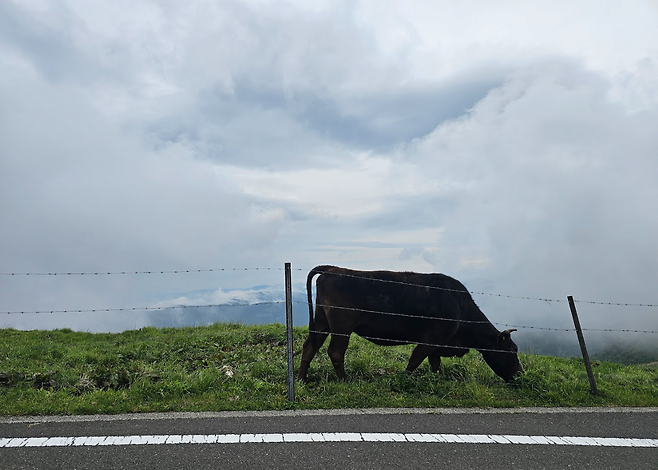 image.png (스압,데이터주의)마쓰야마가 핫한거같아서 올리는 일주일전 다녀온 3박4일 마쓰야마 후기