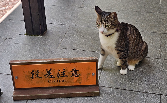 image.png (스압,데이터주의)마쓰야마가 핫한거같아서 올리는 일주일전 다녀온 3박4일 마쓰야마 후기