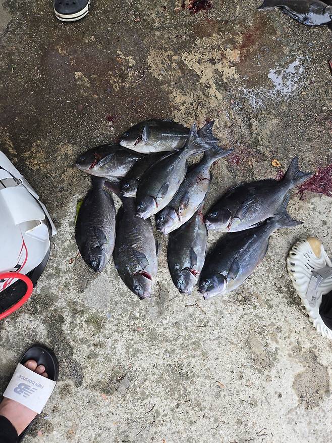 울릉도에 낚시 다녀 왔어요