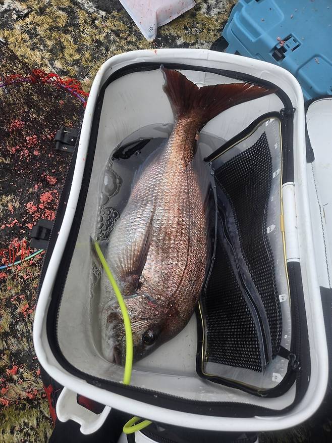 울릉도에 낚시 다녀 왔어요