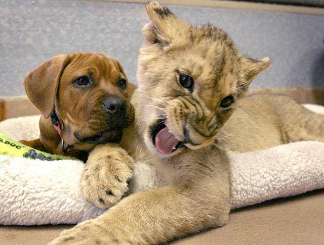 미국 캘리포니아주 에스콘디도에 있는 야생 동물원에서 생후 4개월 된 사자 새끼 카조가 새로 친구가 된 개 카이로와 장난을 치고 있다. AP=연합뉴스