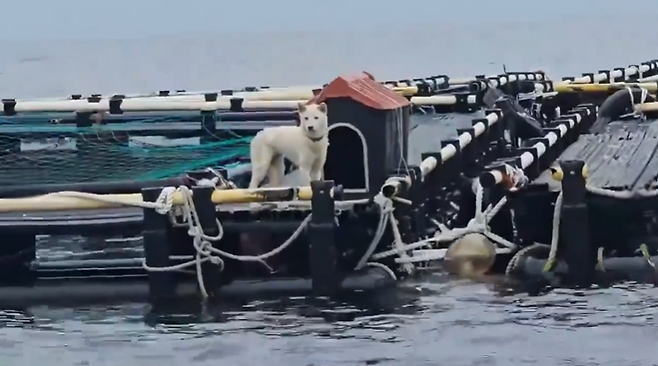 제주의 한 해상 가두리 양식 시설 위에서 고립된 채 사육된 진돗개가 동물단체에 구조됐다. (동물보호단체 '행복이네' 제공)
