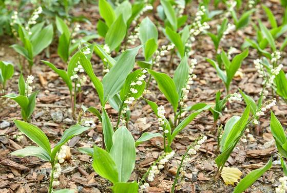 크리스찬 디올의 기업정원인 ‘디올 정원’에 식재되어 있는 은방울꽃은 창립자인 크리스찬 디올이 좋아했던 꽃이다.