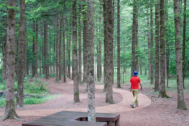 영월 장릉 옆 물무리습지 전나무길