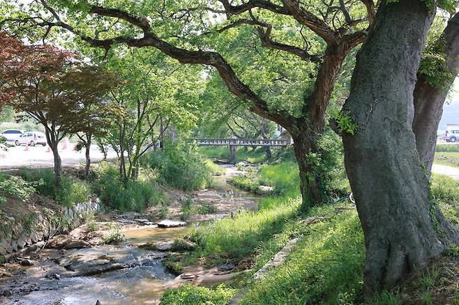 [고창=뉴시스] 고창군이 국가유산 지정·승격을 추진하고 있는 전북자치도 자연유산인 하고리 왕버들나무숲. *재판매 및 DB 금지