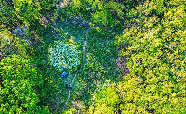 귀네미마을에서 굽이굽이 산길을 따라 걷다보면, 우거진 숲을 벗어나 오아시스 같은 조팝나무 군락지를 마주할 수 있다.