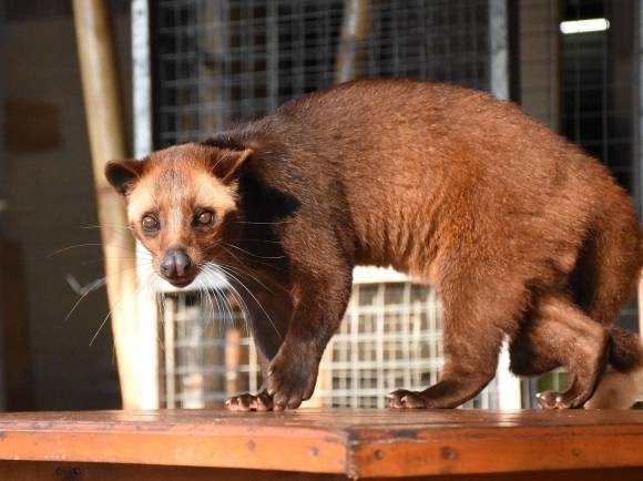 사향고양이 자료사진. 사진은 기사 내용과 직접 관련 없음. 픽사베이