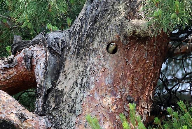 오딱이 새 둥지 빼앗은 붉은부리찌르레기 [촬영 유형재]