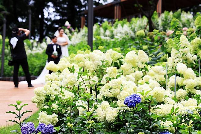 지난해 개장한 초안산 수국동산 모습 [노원구 제공. 재판매 및 DB 금지]