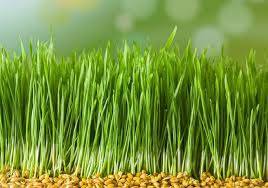 새싹보리 싹들