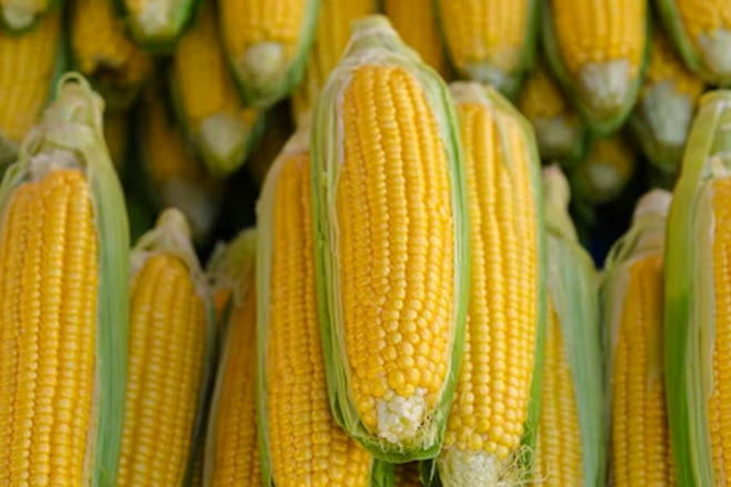 옥수수