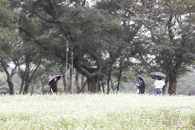 9제주시 조천읍 와흘리 메밀밭을 관광객 등이 우산을 쓰고 걷고 있다. ⓒ News1 강승남 기자