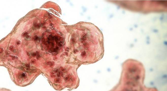 미 CDC 제공 사진.