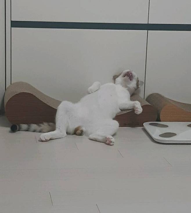 신뢰도 높은 고양이 스크래쳐 리뷰