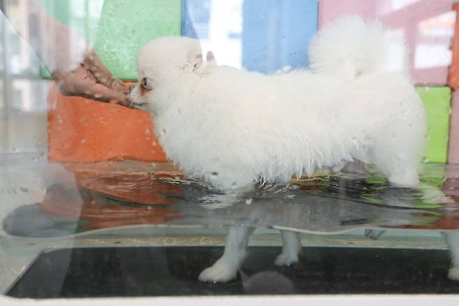 EZ5A0281.jpg 강아지 중성화 건강때문에도한다